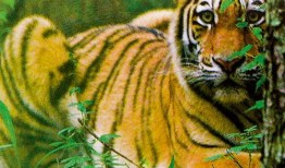 东北猛兽爆料视频播放,揭秘神秘生物真实面目